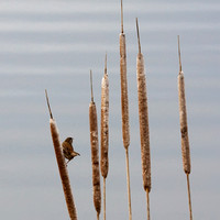 marsh wren, Iona