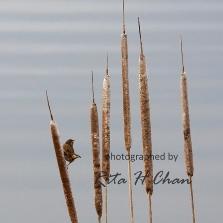 marsh wren, Iona