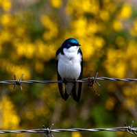 tree swallow, Iona Beach