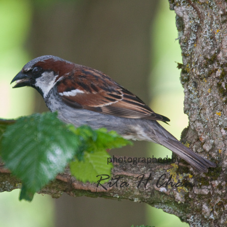 house sparrow, Reifel Migratory Bird Sanctuary