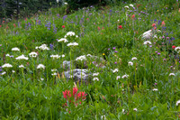 summer subalpine wildflowers 01