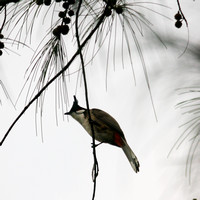 red-whiskered bulbul, MaiPo