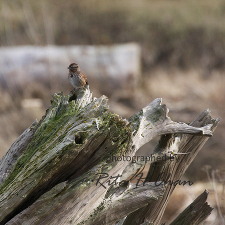 sparrow on drift log, BoundaryBay