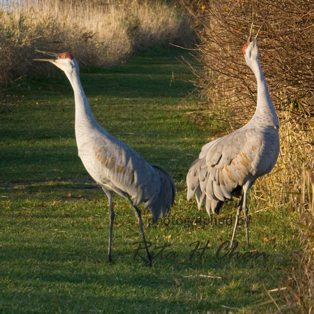 sandhill cranes, reifel