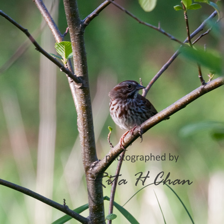 sparrow, Deer Lake Park