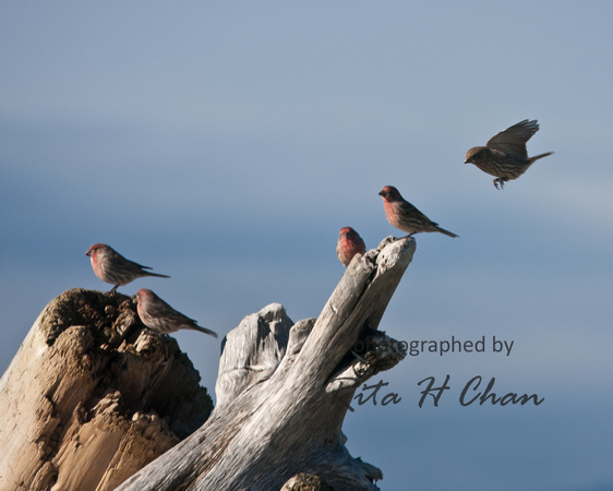 house finches, Point Roberts