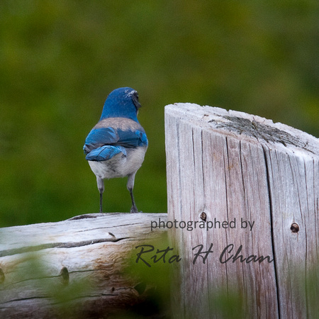 turn around and let me see if you are a blue bird?