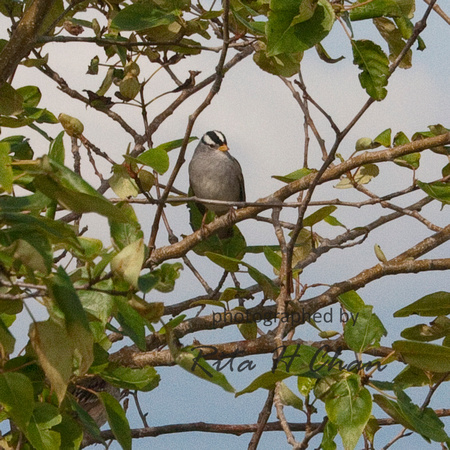 white-crowned sparrow, Iona Beach