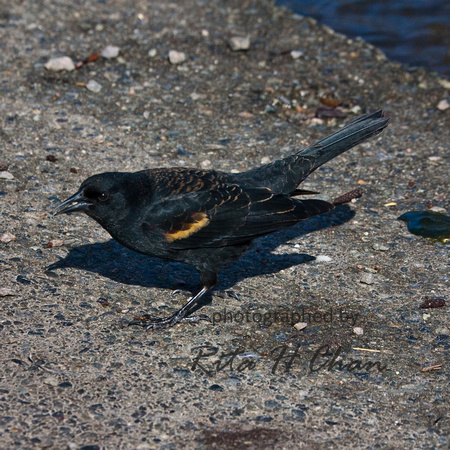 juvenile blackbird, Burnaby Lake