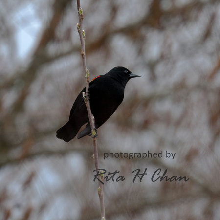 red-winged blackbird, BurnabyLake