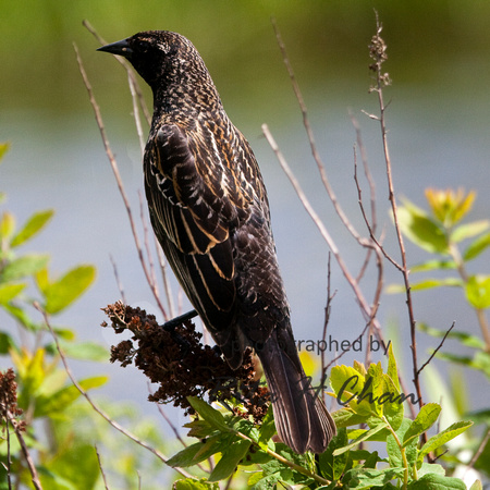 black bird, Burnaby Lake