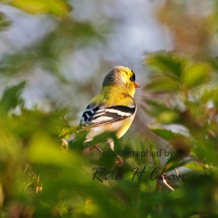 american goldfinch, Deer Lake Park