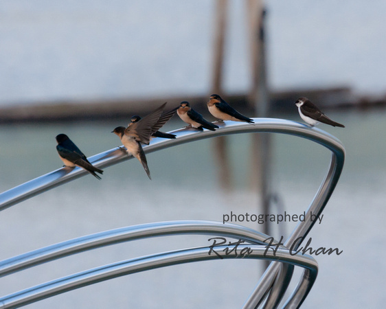 swallows - salmon arm bay nature reserve