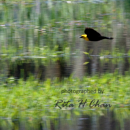 yellow head blackbird in flight