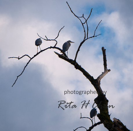 blue herons, Chilliwack