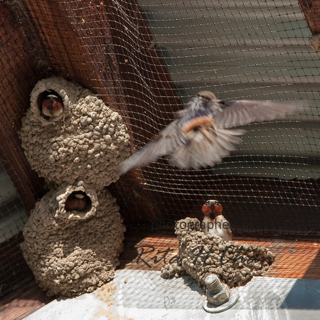 cliff swallows in  nests