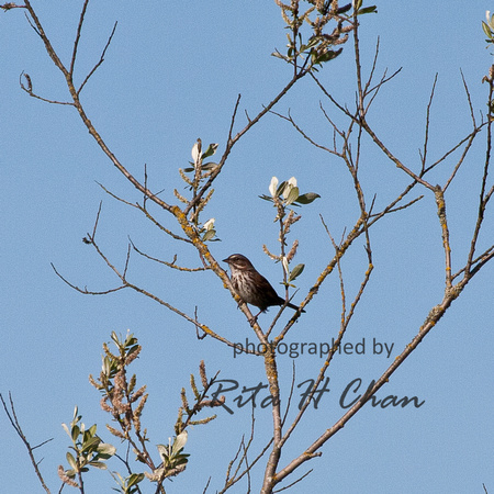 sparrow, ColonyFarm 02