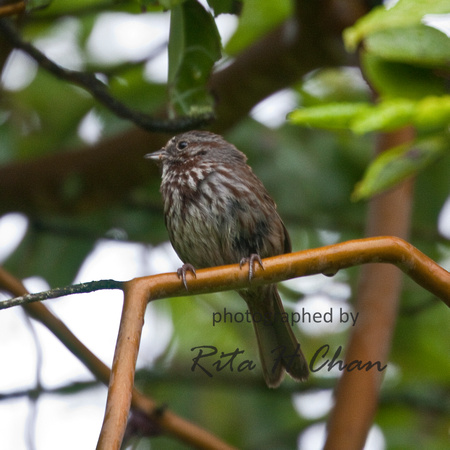 savannah sparrow, Gabriola Island