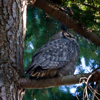 great horn owl, Reifel